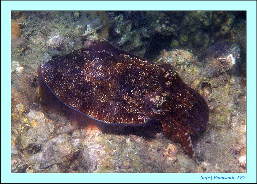 2012 - 03 - Koh Kradan 12